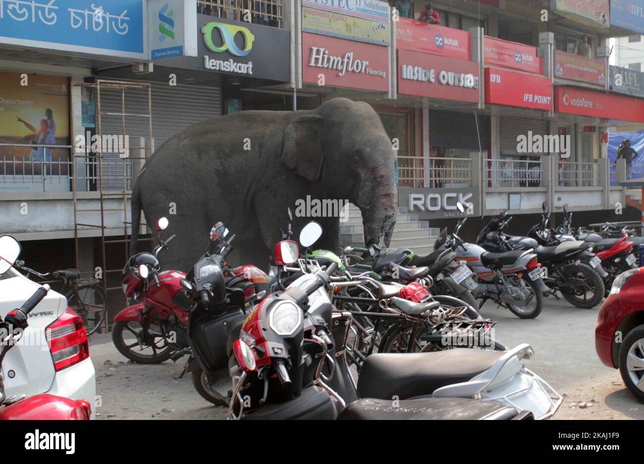 Ein wilder Elefant, der in die Stadt hineingestreut ist, steht, nachdem die Behörden ihn am Mittwoch, den 10. Februar 2016, mit einer Beruhigungspistole in Siliguri im Bundesstaat Westbengalen, Indien, beschossen haben. Der Elefant war am Mittwoch aus dem Baikunthapur-Wald gewandert und hatte Straßen und einen kleinen Fluss überquert, bevor er in die Stadt kam. Der in Panik geratene Elefant rannte Amok und trampelte geparkte Autos und Motorräder, bevor er beruhigt wurde. (Foto von S Majumder/NurPhoto) *** Bitte nutzen Sie die Gutschrift aus dem Kreditfeld *** Stockfoto