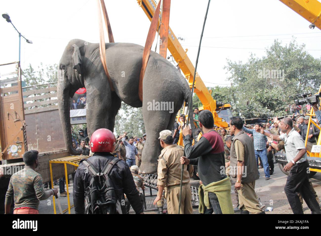 Ein wilder Elefant, der in die Stadt hineingestreut ist, steht, nachdem die Behörden ihn am Mittwoch, den 10. Februar 2016, mit einer Beruhigungspistole in Siliguri im Bundesstaat Westbengalen, Indien, beschossen haben. Der Elefant war am Mittwoch aus dem Baikunthapur-Wald gewandert und hatte Straßen und einen kleinen Fluss überquert, bevor er in die Stadt kam. Der in Panik geratene Elefant rannte Amok und trampelte geparkte Autos und Motorräder, bevor er beruhigt wurde. (Foto von S Majumder/NurPhoto) *** Bitte nutzen Sie die Gutschrift aus dem Kreditfeld *** Stockfoto