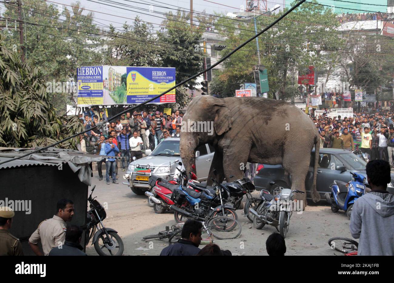 Ein wilder Elefant, der in die Stadt hineingestreut ist, steht, nachdem die Behörden ihn am Mittwoch, den 10. Februar 2016, mit einer Beruhigungspistole in Siliguri im Bundesstaat Westbengalen, Indien, beschossen haben. Der Elefant war am Mittwoch aus dem Baikunthapur-Wald gewandert und hatte Straßen und einen kleinen Fluss überquert, bevor er in die Stadt kam. Der in Panik geratene Elefant rannte Amok und trampelte geparkte Autos und Motorräder, bevor er beruhigt wurde. (Foto von S Majumder/NurPhoto) *** Bitte nutzen Sie die Gutschrift aus dem Kreditfeld *** Stockfoto