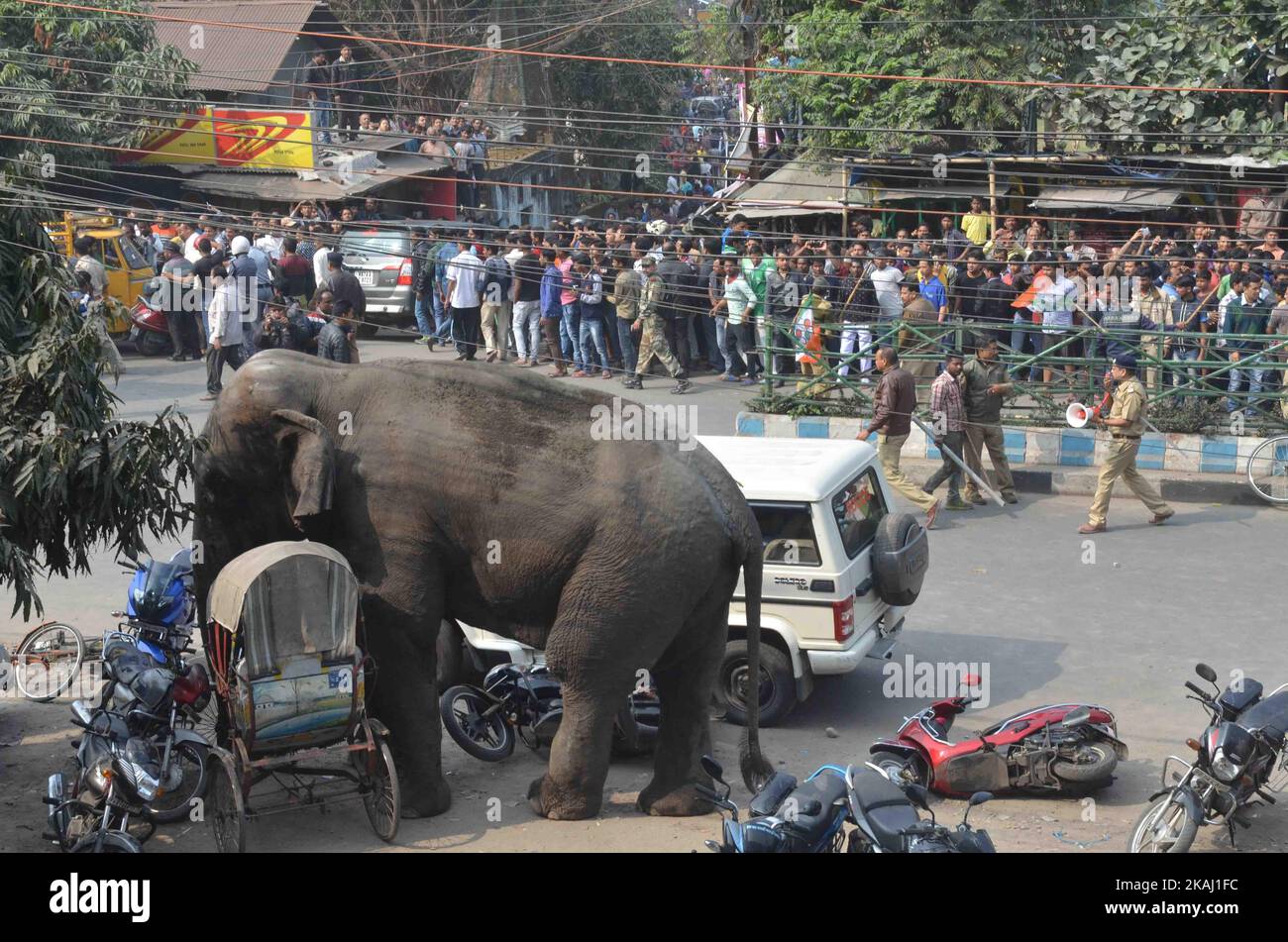 Ein wilder Elefant, der in die Stadt hineingestreut ist, steht, nachdem die Behörden ihn am Mittwoch, den 10. Februar 2016, mit einer Beruhigungspistole in Siliguri im Bundesstaat Westbengalen, Indien, beschossen haben. Der Elefant war am Mittwoch aus dem Baikunthapur-Wald gewandert und hatte Straßen und einen kleinen Fluss überquert, bevor er in die Stadt kam. Der in Panik geratene Elefant rannte Amok und trampelte geparkte Autos und Motorräder, bevor er beruhigt wurde. (Foto von S Majumder/NurPhoto) *** Bitte nutzen Sie die Gutschrift aus dem Kreditfeld *** Stockfoto