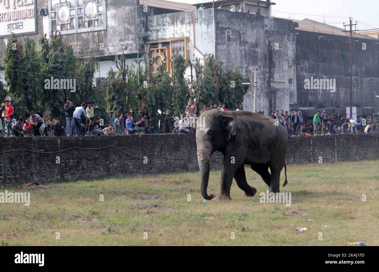 Ein wilder Elefant, der in die Stadt hineingestreut ist, steht, nachdem die Behörden ihn am Mittwoch, den 10. Februar 2016, mit einer Beruhigungspistole in Siliguri im Bundesstaat Westbengalen, Indien, beschossen haben. Der Elefant war am Mittwoch aus dem Baikunthapur-Wald gewandert und hatte Straßen und einen kleinen Fluss überquert, bevor er in die Stadt kam. Der in Panik geratene Elefant rannte Amok und trampelte geparkte Autos und Motorräder, bevor er beruhigt wurde. (Foto von S Majumder/NurPhoto) *** Bitte nutzen Sie die Gutschrift aus dem Kreditfeld *** Stockfoto