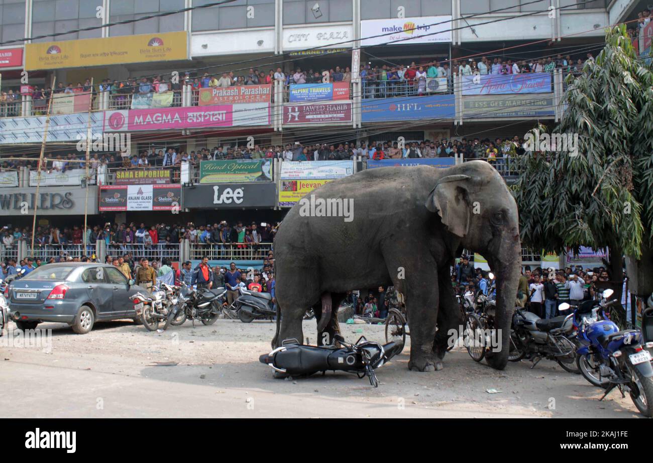 Ein wilder Elefant, der in die Stadt hineingestreut ist, steht, nachdem die Behörden ihn am Mittwoch, den 10. Februar 2016, mit einer Beruhigungspistole in Siliguri im Bundesstaat Westbengalen, Indien, beschossen haben. Der Elefant war am Mittwoch aus dem Baikunthapur-Wald gewandert und hatte Straßen und einen kleinen Fluss überquert, bevor er in die Stadt kam. Der in Panik geratene Elefant rannte Amok und trampelte geparkte Autos und Motorräder, bevor er beruhigt wurde. (Foto von S Majumder/NurPhoto) *** Bitte nutzen Sie die Gutschrift aus dem Kreditfeld *** Stockfoto