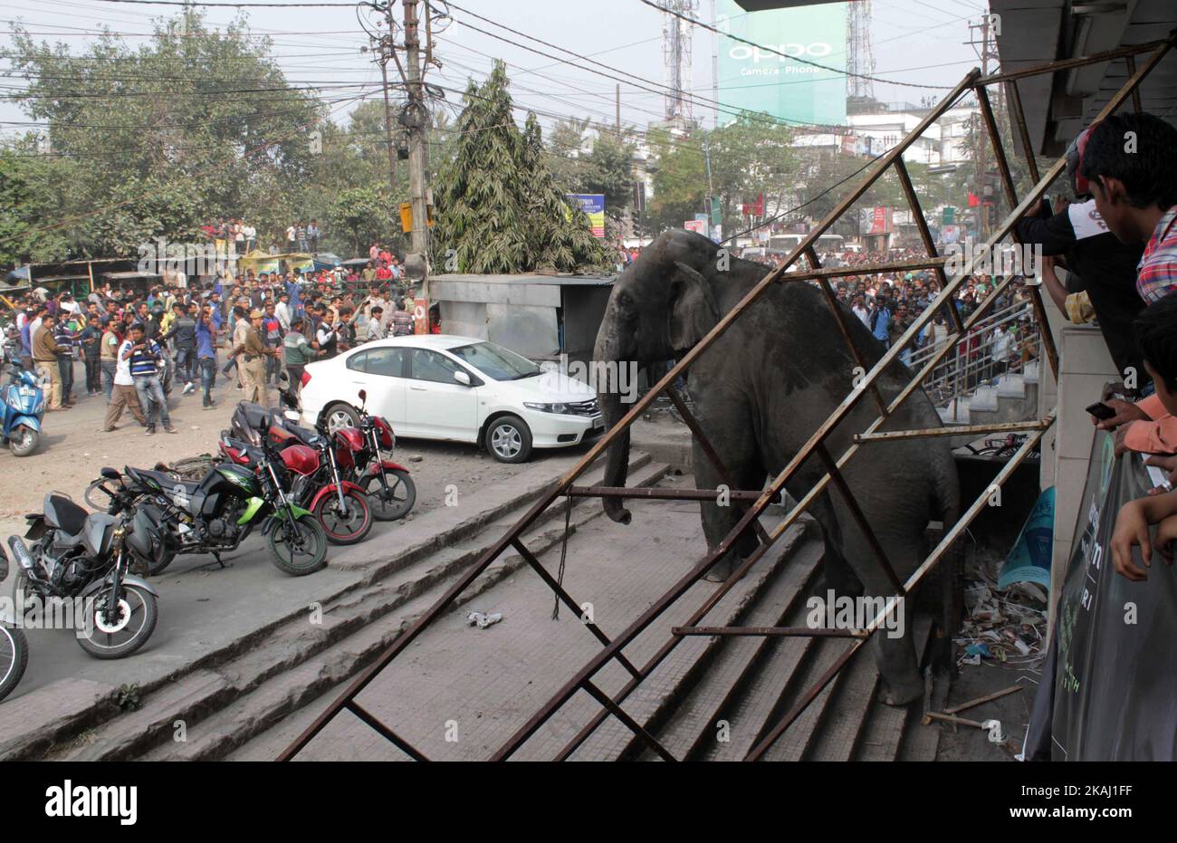 Ein wilder Elefant, der in die Stadt hineingestreut ist, steht, nachdem die Behörden ihn am Mittwoch, den 10. Februar 2016, mit einer Beruhigungspistole in Siliguri im Bundesstaat Westbengalen, Indien, beschossen haben. Der Elefant war am Mittwoch aus dem Baikunthapur-Wald gewandert und hatte Straßen und einen kleinen Fluss überquert, bevor er in die Stadt kam. Der in Panik geratene Elefant rannte Amok und trampelte geparkte Autos und Motorräder, bevor er beruhigt wurde. (Foto von S Majumder/NurPhoto) *** Bitte nutzen Sie die Gutschrift aus dem Kreditfeld *** Stockfoto