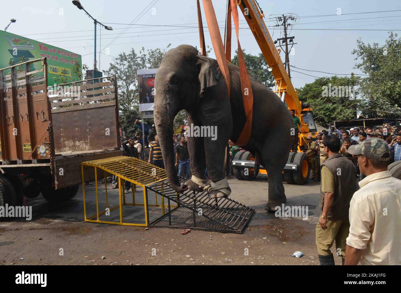 Ein wilder Elefant, der in die Stadt hineingestreut ist, steht, nachdem die Behörden ihn am Mittwoch, den 10. Februar 2016, mit einer Beruhigungspistole in Siliguri im Bundesstaat Westbengalen, Indien, beschossen haben. Der Elefant war am Mittwoch aus dem Baikunthapur-Wald gewandert und hatte Straßen und einen kleinen Fluss überquert, bevor er in die Stadt kam. Der in Panik geratene Elefant rannte Amok und trampelte geparkte Autos und Motorräder, bevor er beruhigt wurde. (Foto von S Majumder/NurPhoto) *** Bitte nutzen Sie die Gutschrift aus dem Kreditfeld *** Stockfoto