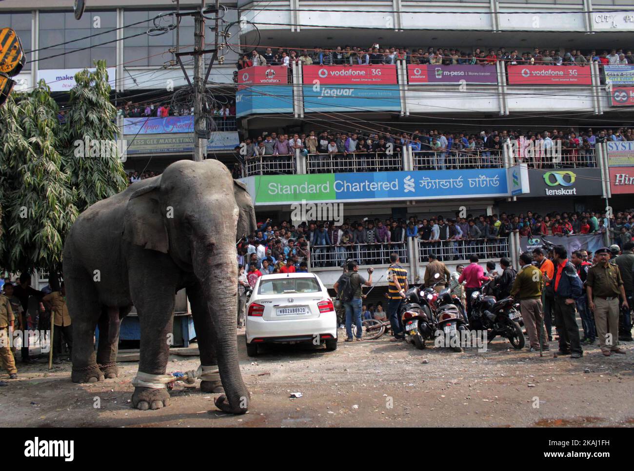 Ein wilder Elefant, der in die Stadt hineingestreut ist, steht, nachdem die Behörden ihn am Mittwoch, den 10. Februar 2016, mit einer Beruhigungspistole in Siliguri im Bundesstaat Westbengalen, Indien, beschossen haben. Der Elefant war am Mittwoch aus dem Baikunthapur-Wald gewandert und hatte Straßen und einen kleinen Fluss überquert, bevor er in die Stadt kam. Der in Panik geratene Elefant rannte Amok und trampelte geparkte Autos und Motorräder, bevor er beruhigt wurde. (Foto von S Majumder/NurPhoto) *** Bitte nutzen Sie die Gutschrift aus dem Kreditfeld *** Stockfoto
