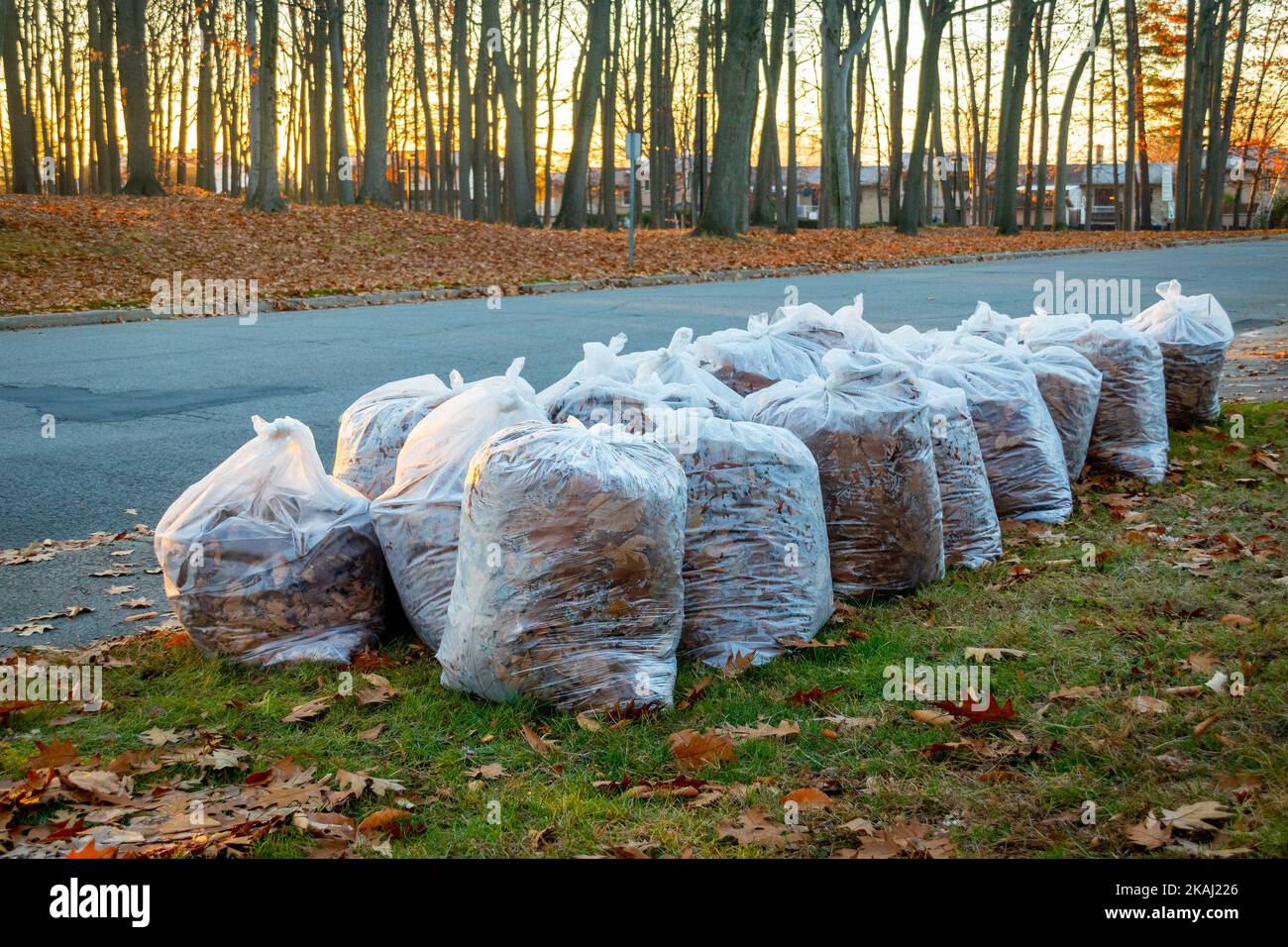 Stapel von Blattbeutel voll von Herbstblättern vor dem Haus für die Stadt sammeln im Herbst Stockfoto