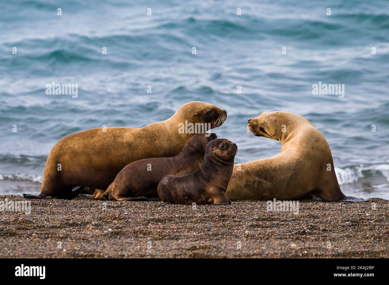 Sea ​​lion Familie.Patagonien Argentinien Stockfoto