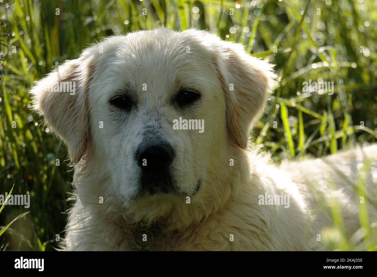 Weißer, Flach Beschichteter Retriever Stockfoto