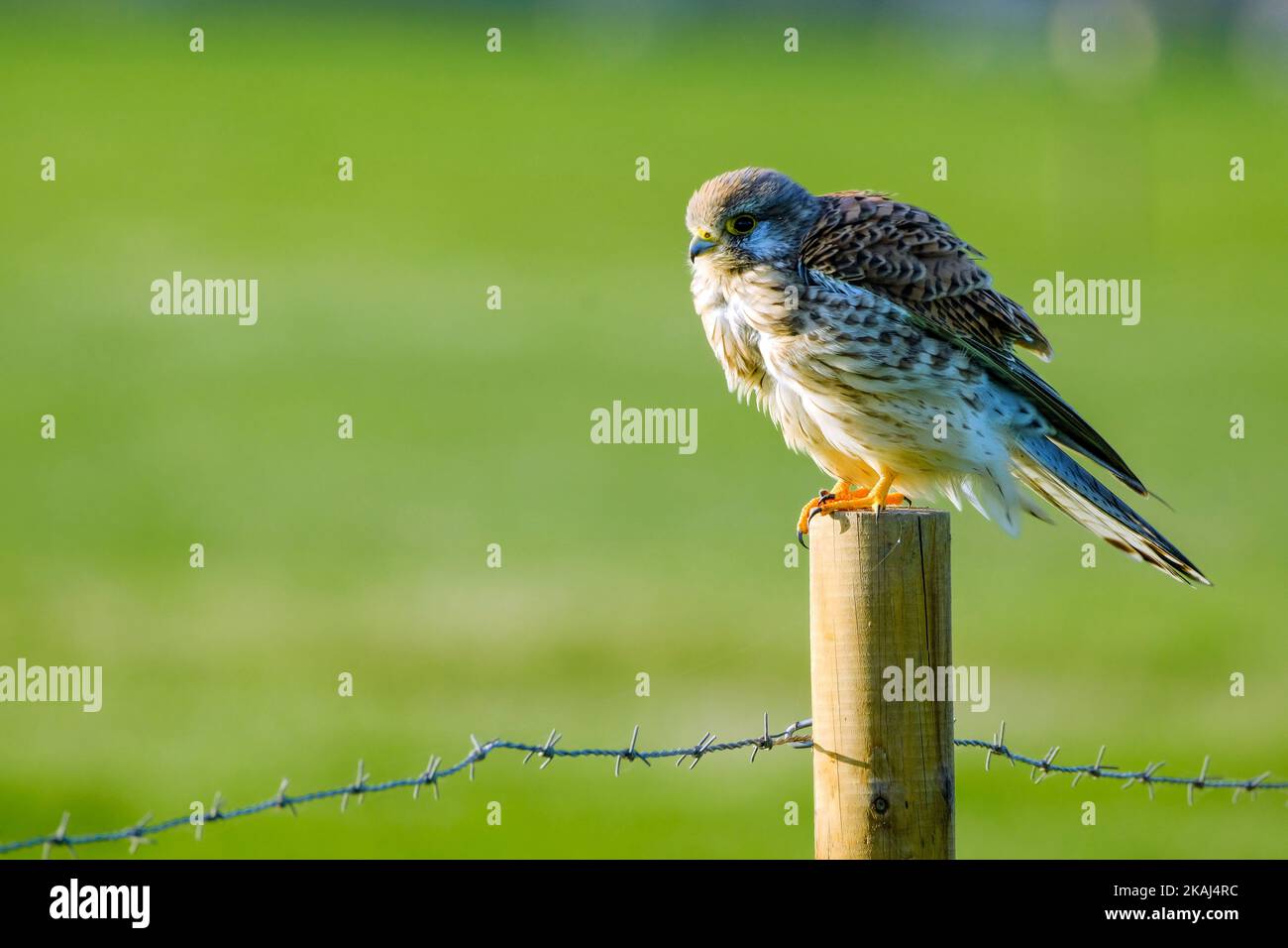 01.11.2022, Duisburg, Nordrhein-Westfalen, Deutschland - ein Turmfalke sitzt aufgeplustert im Wind auf einem Zaunpfosten am Rand einer Wiese im Naturs Stockfoto