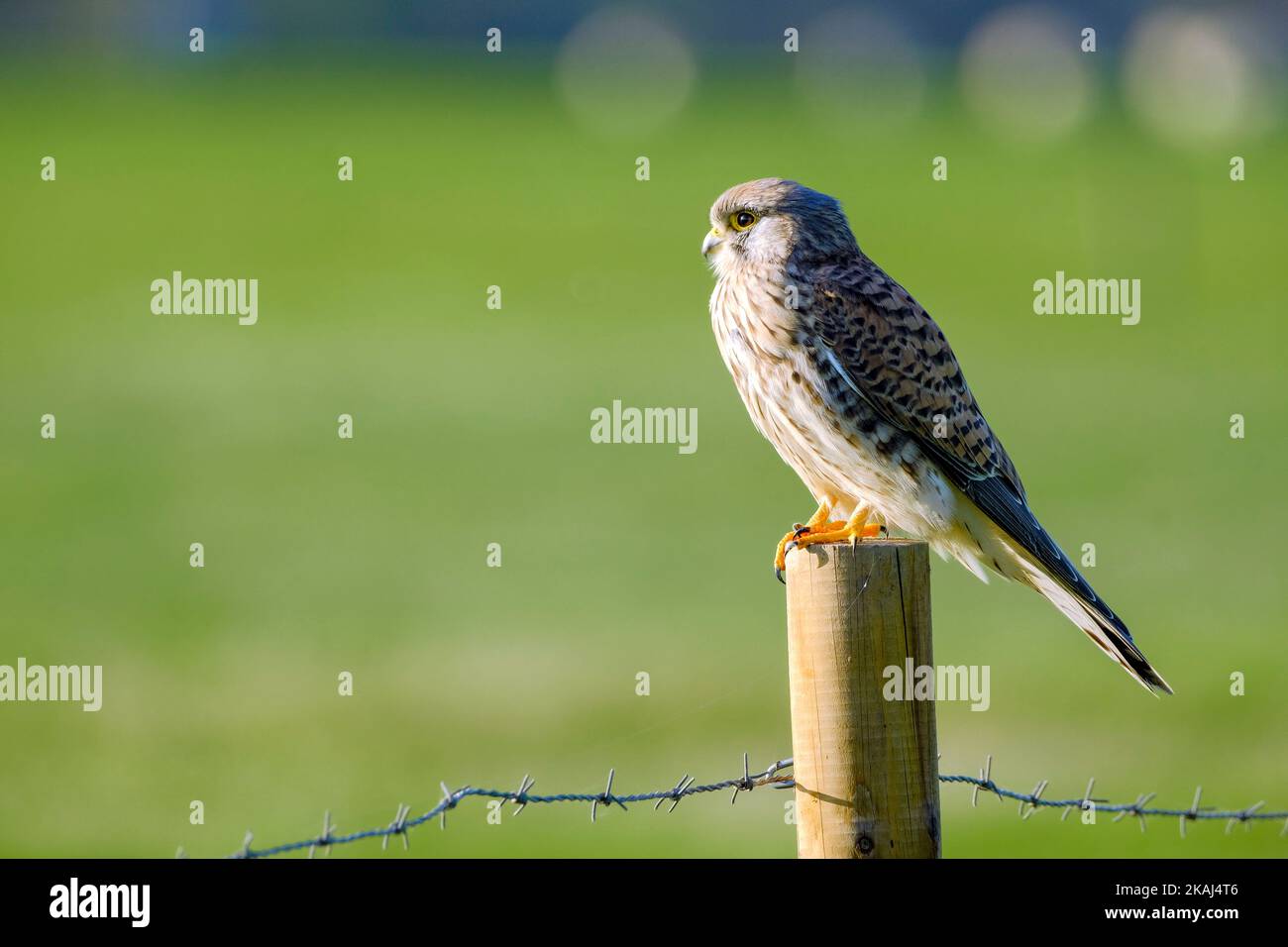 01.11.2022, Duisburg, Nordrhein-Westfalen, Deutschland - ein Turmfalke sitzt auf einem Zaunpfosten am Rand einer Wiese im Naturschutzgebiet Walsumer R Stockfoto