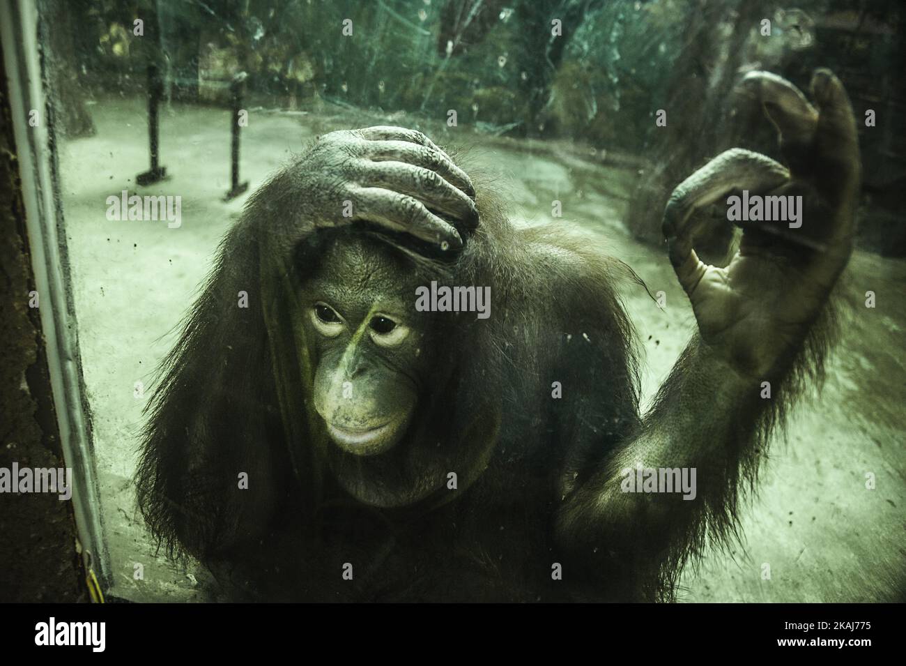 Orang-Utan in Käfigen im indonesischen Safaripark, Batang, Zentraljava, Indonesien, am 28. April, 2016. Basierend auf Data Center for Orangutan Protection (OCP) sind die Orang-Utan-Populationen in Ost-Kalimantan im Jahr 2015 immer noch rund 20.000 bis 30.000 Individuen. Allerdings schrumpft die Zahl der Orang-Utan-Bestände außerhalb des Naturschutzgebiets jedes Jahr um etwa 20 Prozent. Populationen Orang-Utan in Ost-Kalimantan ist bereits sehr beunruhigend und in Richtung Ökxtinktion(Foto: Pradita Utana/NurPhoto) *** Bitte benutzen Sie die Gutschrift aus dem Kreditfeld *** Stockfoto