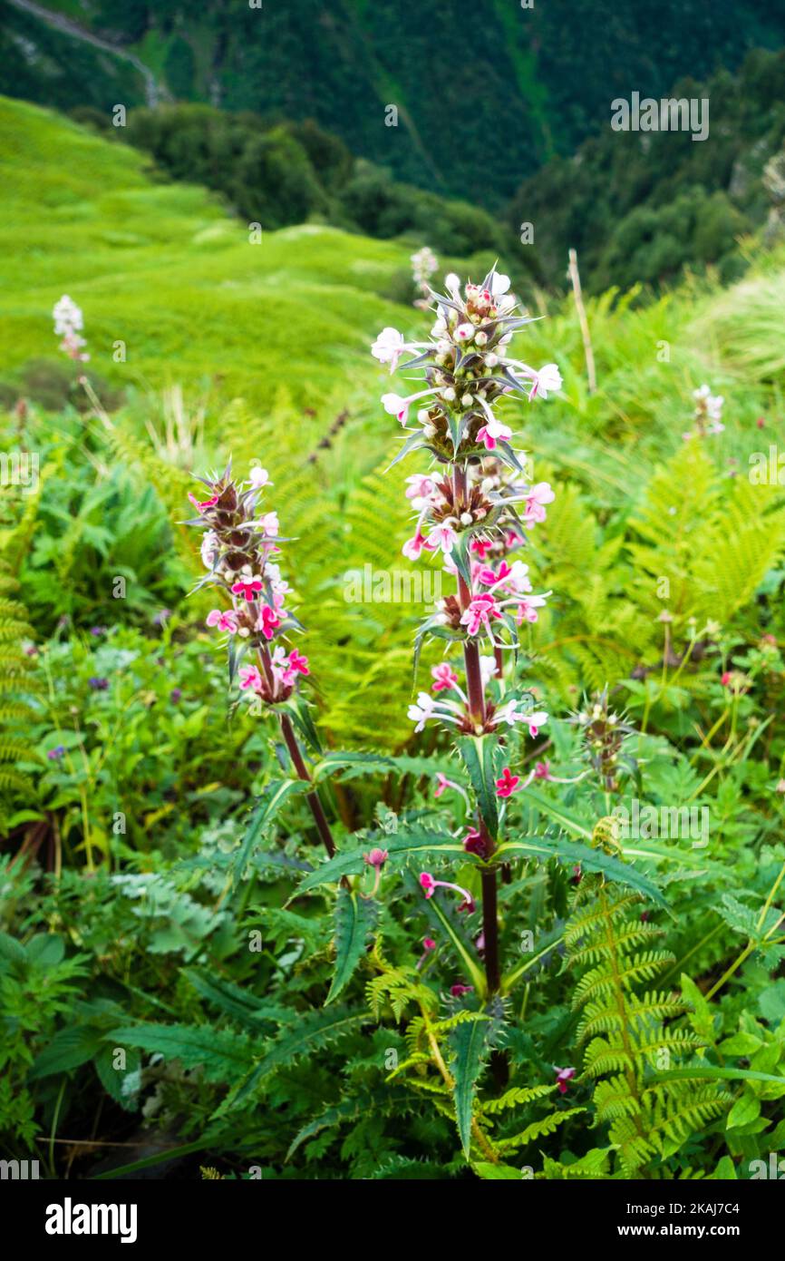 Morina longifolia, die Himalaya-Whorlflower oder langblättrige Whorlflower-Blüten im Himalaya mit Bergen und Landschaften im Hintergrund. Stockfoto