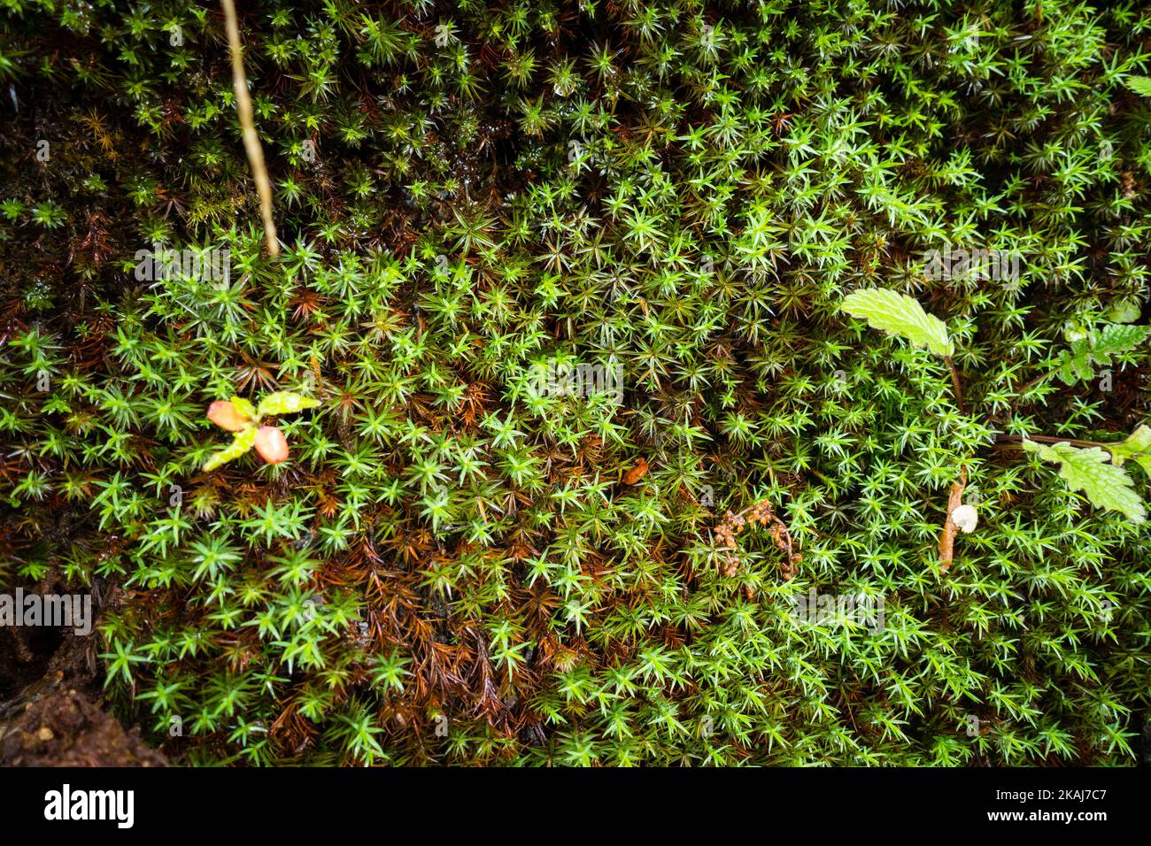 Gemeine Haarmütze Moos ( Polytrichum commune ) Draufsicht im Himalaya. Himachal Pradesh Indien. Stockfoto