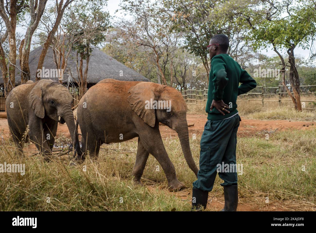 Die Hüterin des Elephant Waisenhaus-Projekts und Waisenbaby-Elefanten am 18. Juli 2016 in der Lilayi Elephant Nursery in Lusaka, Sambia. Das Elephant Rephanage Project ist das erste Rehabilitationszentrum seiner Art in der Region des südlichen Afrika. Elefanten verbringen die meiste Zeit außerhalb des Waisenhauses, um sich an die Tierwelt anzupassen. Die Pfleger helfen ihnen, gerettet zu werden und füttern sie auch alle 3 Stunden. Andere Menschen können die Tiere nicht berühren oder in ihrer Nähe sein, damit sich die Tiere nicht an die menschliche Aufmerksamkeit gewöhnen. Nach der Rehabilitation werden Elefanten in den Kafue-Nationalpark versetzt. (Foto von Oleksandr Rupeta/nur Stockfoto