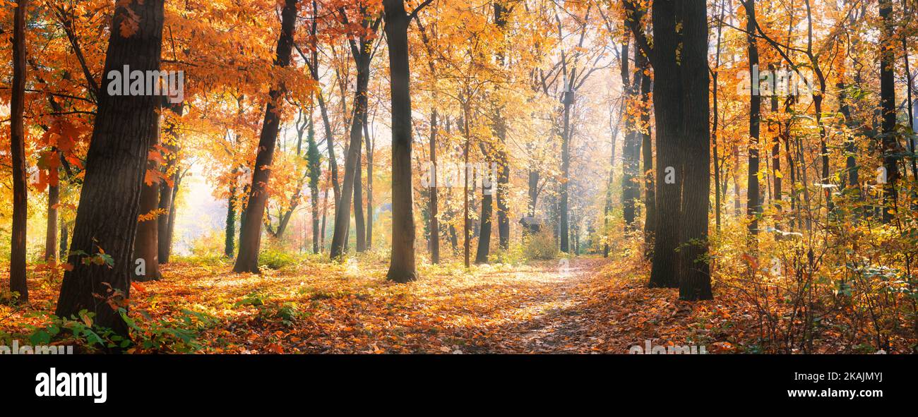 Erstaunliches Naturpanorama eines wunderschönen Waldes im Herbst, eine malerische Landschaft mit Morgennebel und Sonnenschein. Bunte Blätter, traumhafte Naturlandschaft Stockfoto