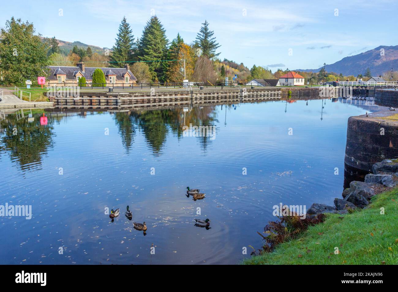 Enten Schwimmen, Caledonian Canal, Fort Augustus, Schottland, Vereinigtes Königreich, Europa Stockfoto