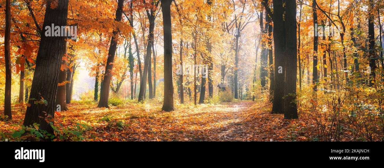 Erstaunliches Naturpanorama eines wunderschönen Waldes im Herbst, eine malerische Landschaft mit Morgennebel und Sonnenschein. Bunte Blätter, traumhafte Naturlandschaft Stockfoto