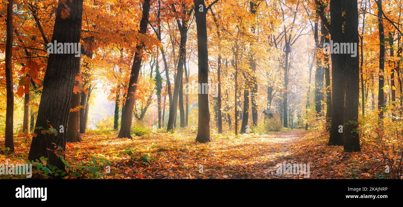 Erstaunliches Naturpanorama eines wunderschönen Waldes im Herbst, eine malerische Landschaft mit Morgennebel und Sonnenschein. Bunte Blätter, traumhafte Naturlandschaft Stockfoto