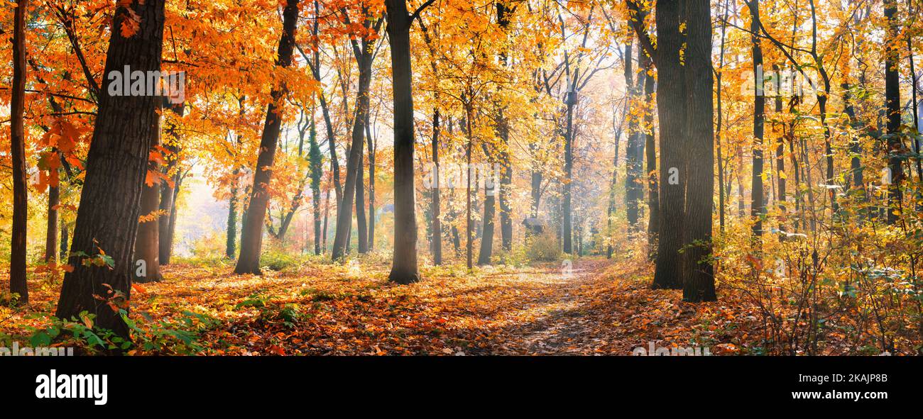 Erstaunliches Naturpanorama eines wunderschönen Waldes im Herbst, eine malerische Landschaft mit Morgennebel und Sonnenschein. Bunte Blätter, traumhafte Naturlandschaft Stockfoto