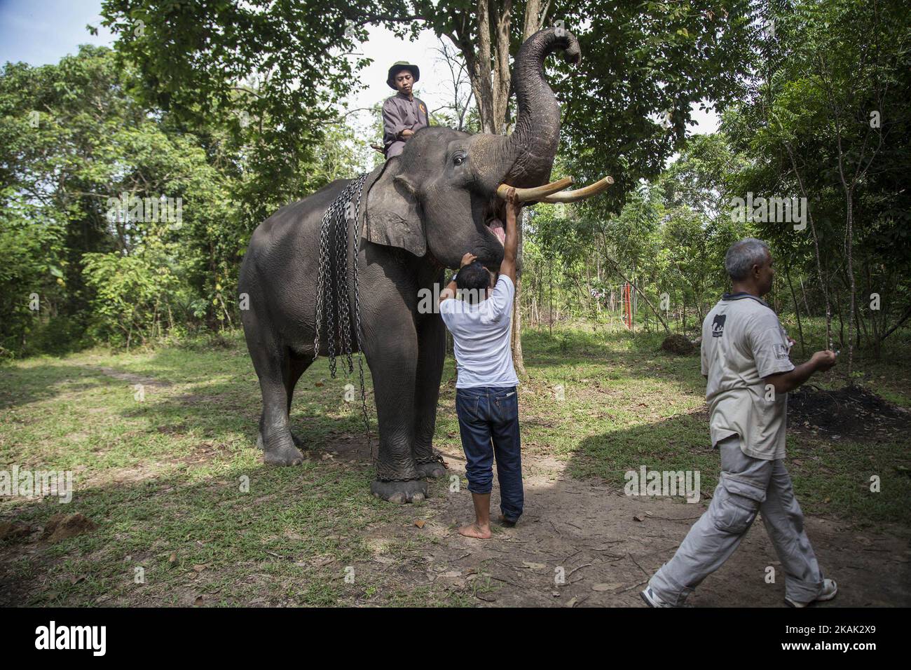 Way Kambas, Lampung, 18. Dezember 2016 : dr. Anharnn (der vor dem Rahmen läuft), Tierarzt, nachdem er einen der beherrschenden Elefanten auf dem ERU-Lagergelände einer anthemintischen medizinischen Behandlung unterzogen hatte. Elephant Respond Unit (ERU) ist eine Unterorganisation des indonesischen Umweltministeriums, die von der nicht-Regierungsorganisation Asian Elephant Support, der International Elephant Foundation, Wildlife Without Borders und der WTG (Welttierschutz geselichft e.V) ohne Unterstützung der indonesischen Regierung finanziert wird. Sie wurde 2010 gegründet und befindet sich im Way Kambas National Park-Lampung-Indonesia. Herr NAZARUDDIN der Koordinator Stockfoto