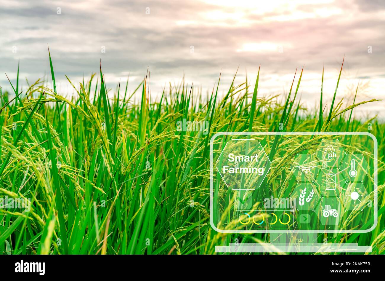 Intelligente Landwirtschaft mit modernem Technologiekonzept. Reisfeld und Ikone des Smart Farming-Konzepts. Nachhaltige Landwirtschaft. Präzisionslandwirtschaft. Stockfoto