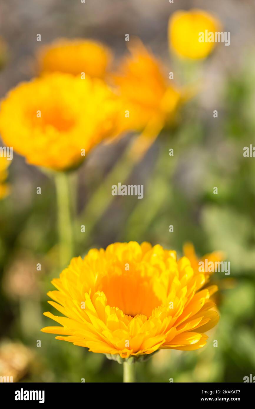 Eine selektive Aufnahme von gelben, Ringelblumen, die im Garten blühen, mit unscharfem Hintergrund Stockfoto