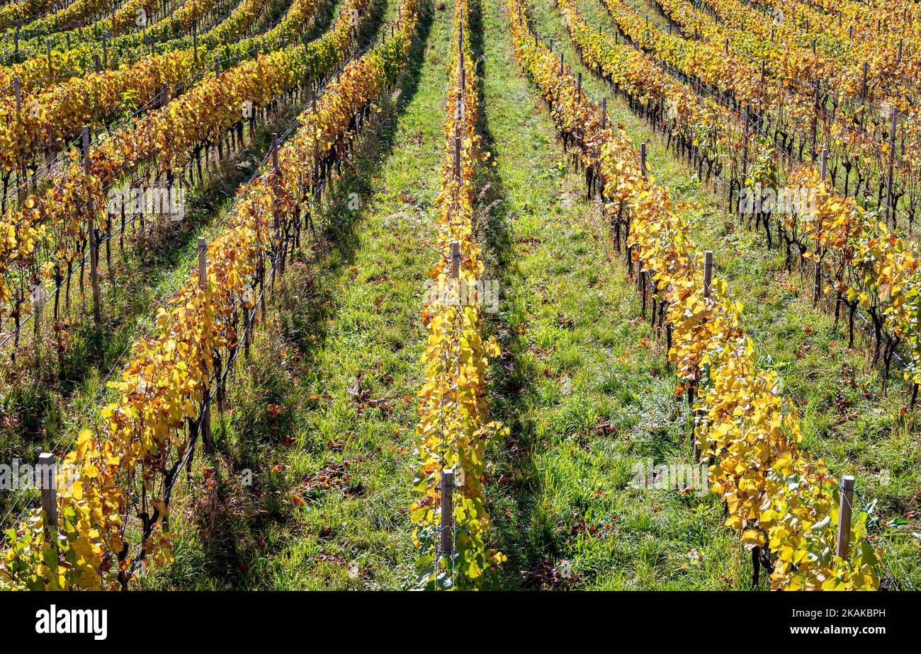 Herbstweinlandschaft an der Weinstraße in Südtirol, Provinz Bozen - Norditalien, Europa. Südliche Weinstraße - Herbstsaison. Stockfoto
