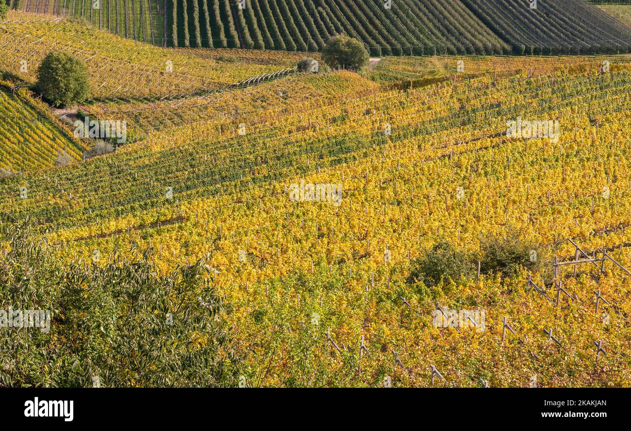 Weinberge in der Autmsaison - Landschaft auf der Weinstraße in Südtirol, Provinz Bozen - Italien, Europa. Südliche Weinstraße. Trentino Alto Adige Stockfoto