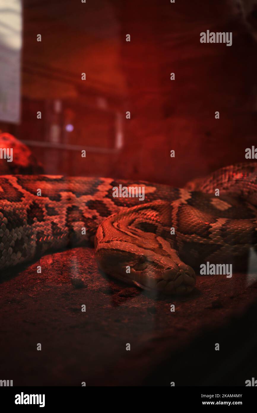 Eine große Schlange im Zoo hinter dem Glas Stockfoto