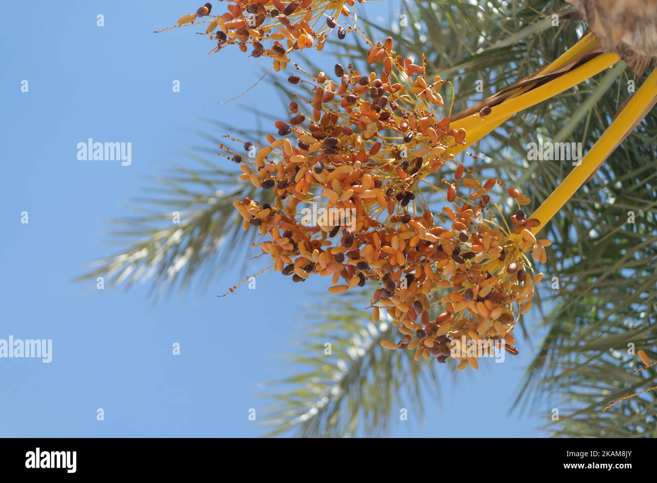 Unreife orangefarbene Datteln hängen am Ast der Palme gegen den blauen Himmel Stockfoto