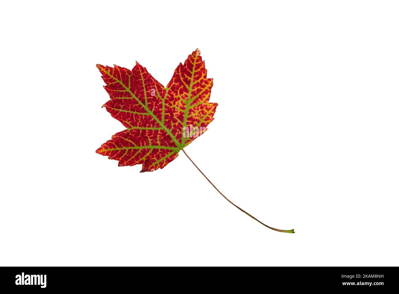 Herbstblatt oder Herbstblatt in saisonaler Farbe isoliert auf weißem Hintergrund Stockfoto