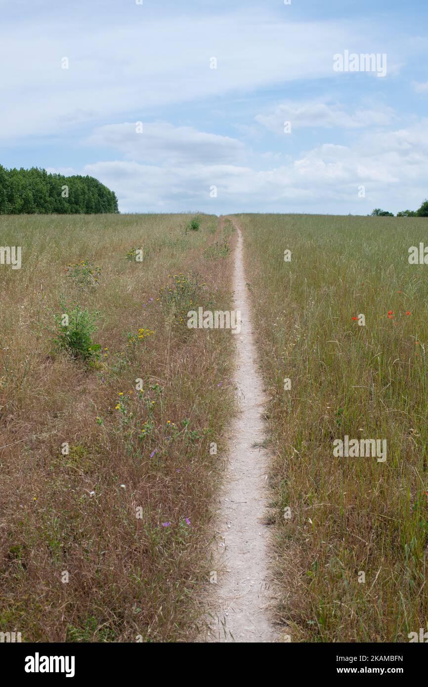 North Downs Way Fußweg durch Gräser und Wildblumen im Sommer – Kent, England, Großbritannien Stockfoto