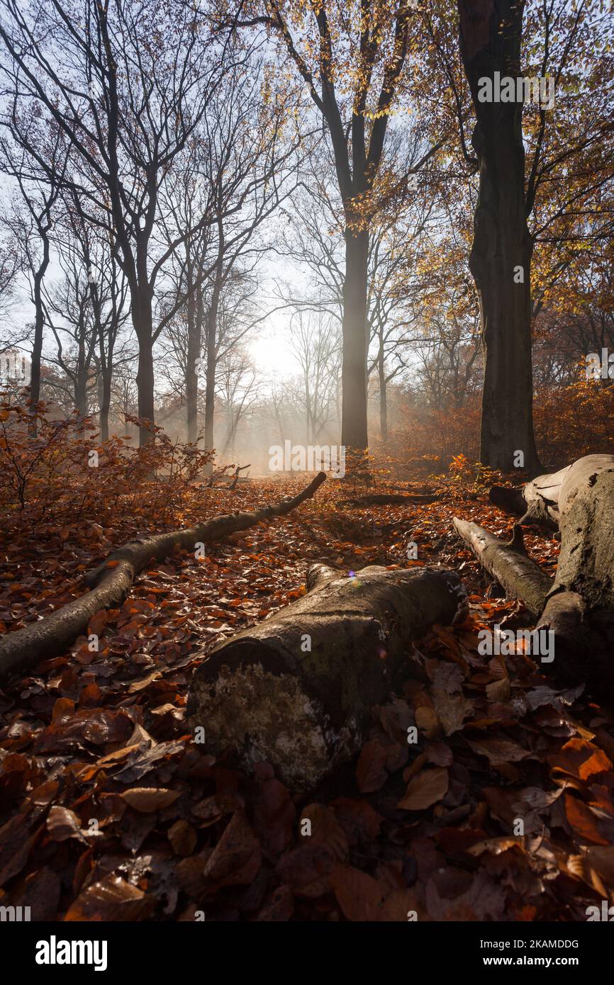 Morgenlicht im warmen Herbstwald mit Dunst und Sonnenstrahlen Stockfoto