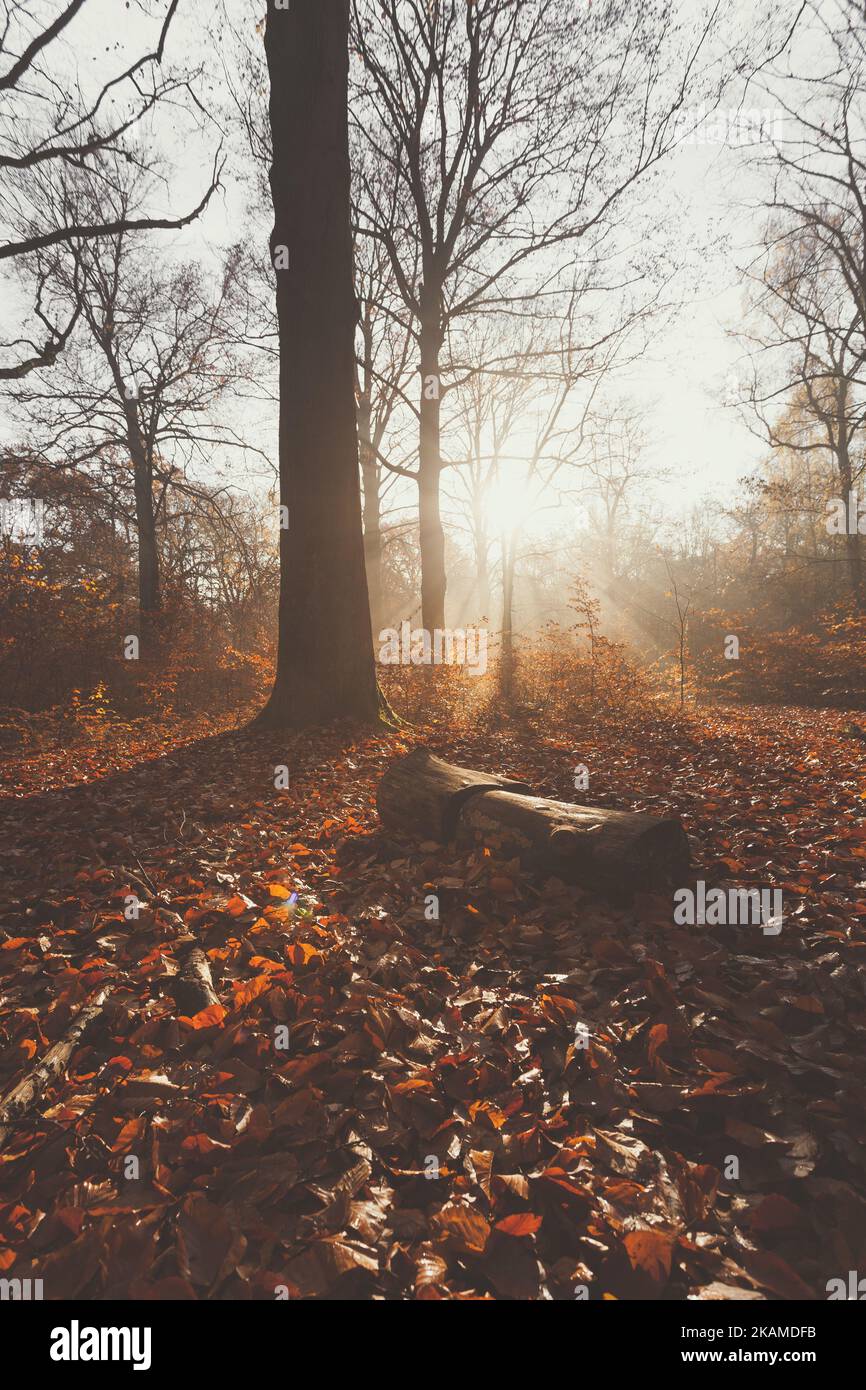 Matte Farben mit Morgenlicht im warmen Herbstwald, Dunst und Sonne scheinen Stockfoto