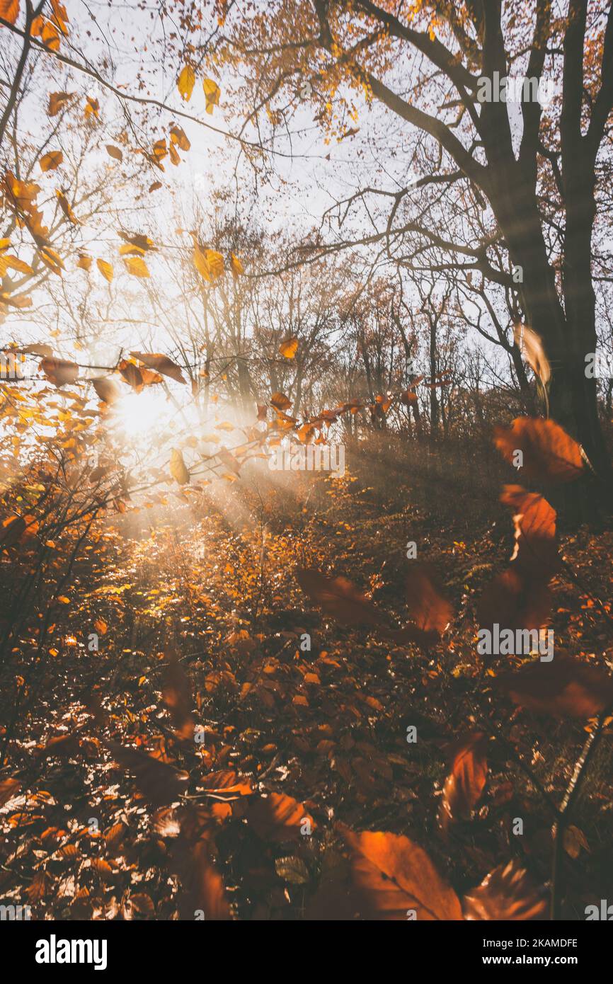 Matte Farben mit Morgenlicht im warmen Herbstwald, Dunst und Sonne scheinen Stockfoto
