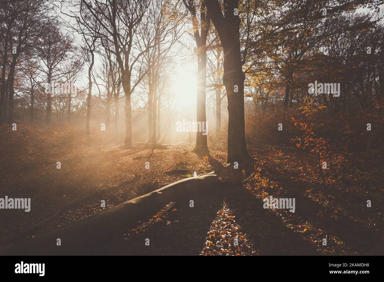 Matte Farben mit Morgenlicht im warmen Herbstwald, Dunst und Sonne scheinen Stockfoto