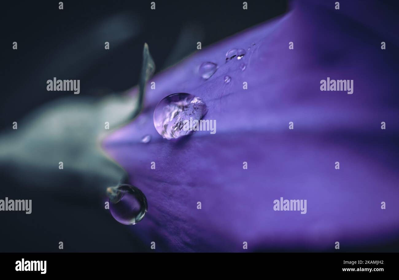 Eine Nahaufnahme von Regenwasser auf Blütenblättern Stockfoto