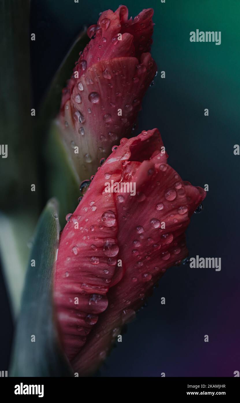 Eine vertikale Aufnahme von Regenwasser auf Blütenblättern Stockfoto