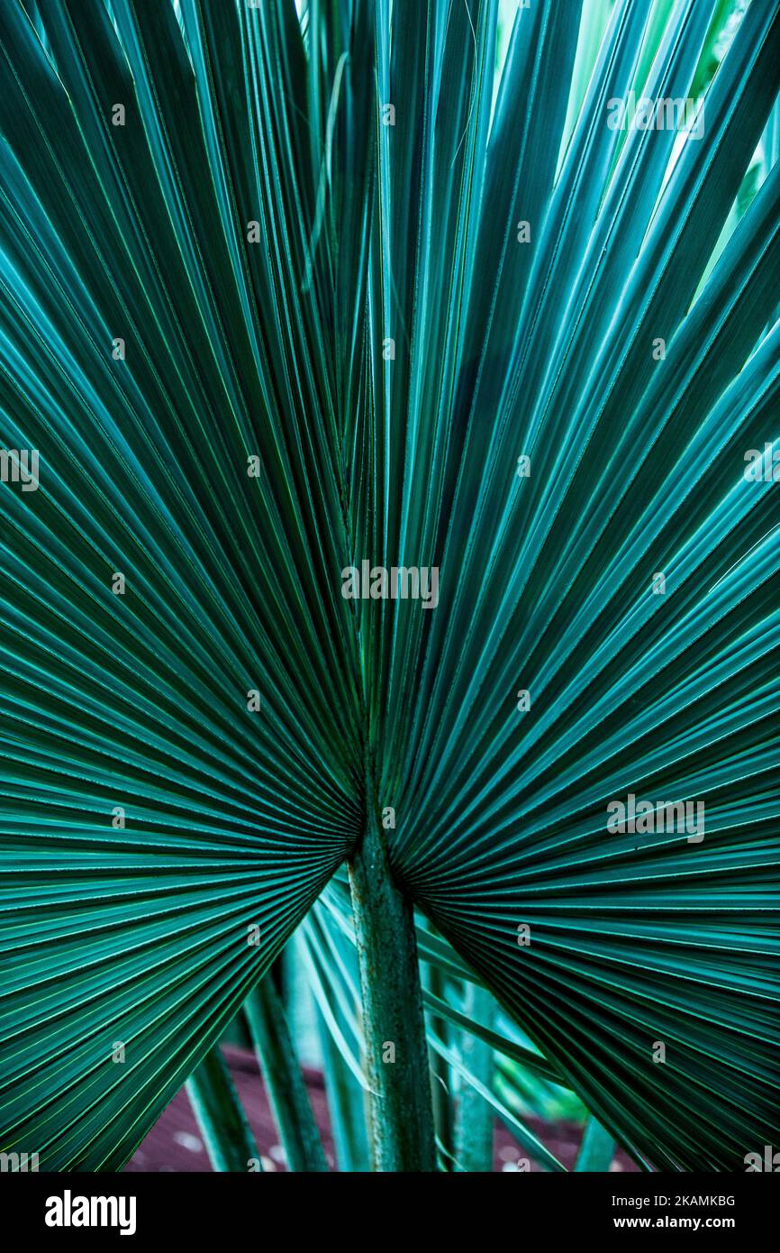 Details von Palmenblättern in verschiedenen Schattierungen und Farben Stockfoto