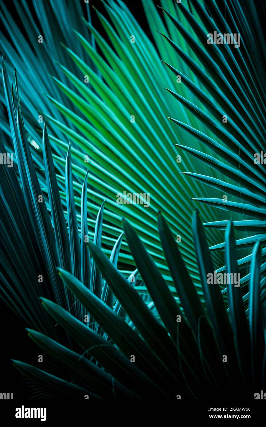 Details von Palmenblättern in verschiedenen Schattierungen und Farben Stockfoto