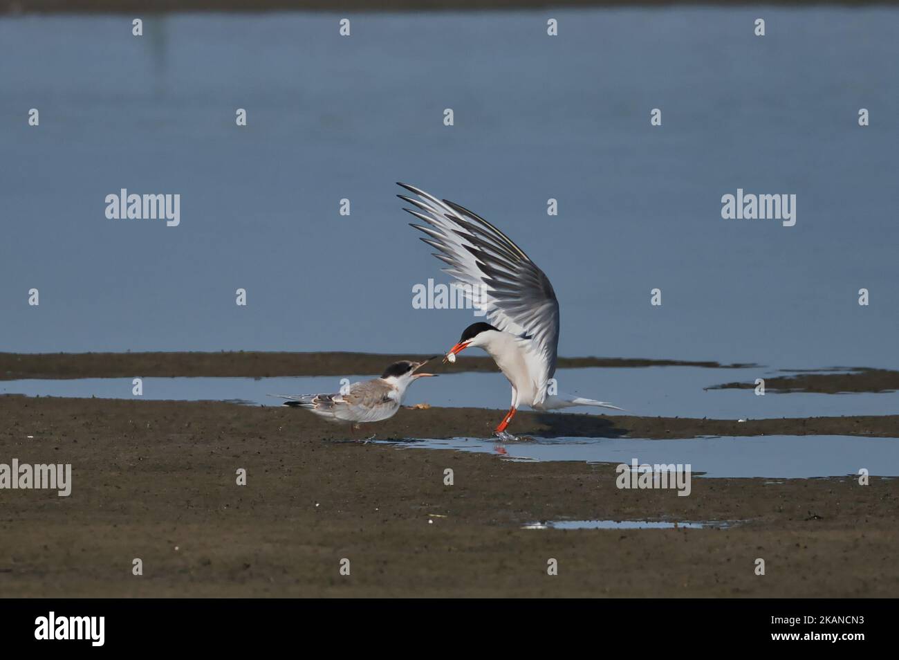 Ein Flussufer mit zwei Seeschwalben (Sternidae), die sich gegenseitig füttern Stockfoto