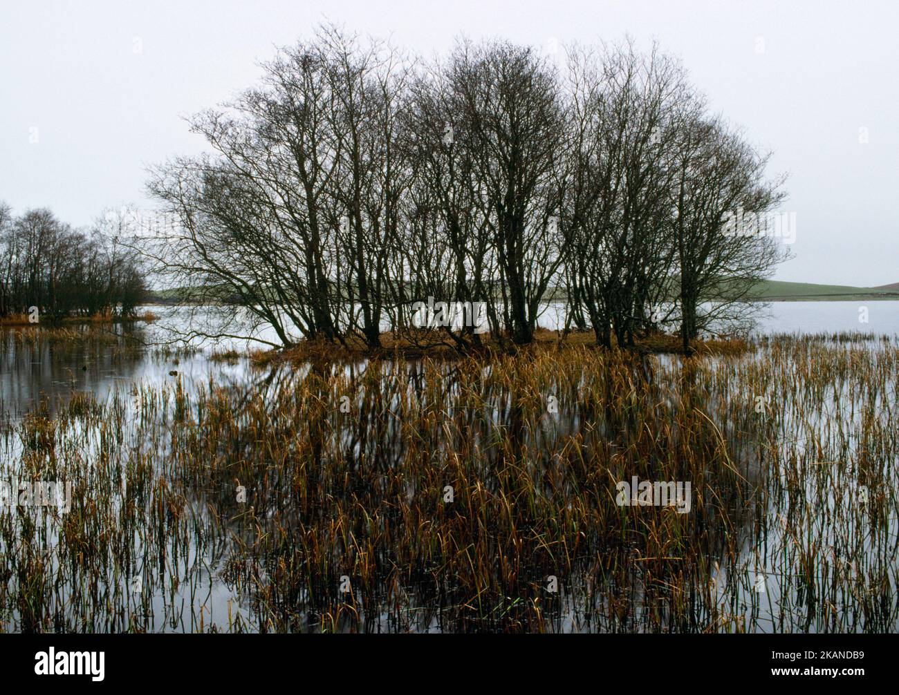 Milton Loch Iron Age Crannog, Dumfries und Galloway, Schottland, Großbritannien, Blick nach E vom Ufer mit zwei Holzpfosten, die aus dem Wasser ragen (Mitte L) Stockfoto