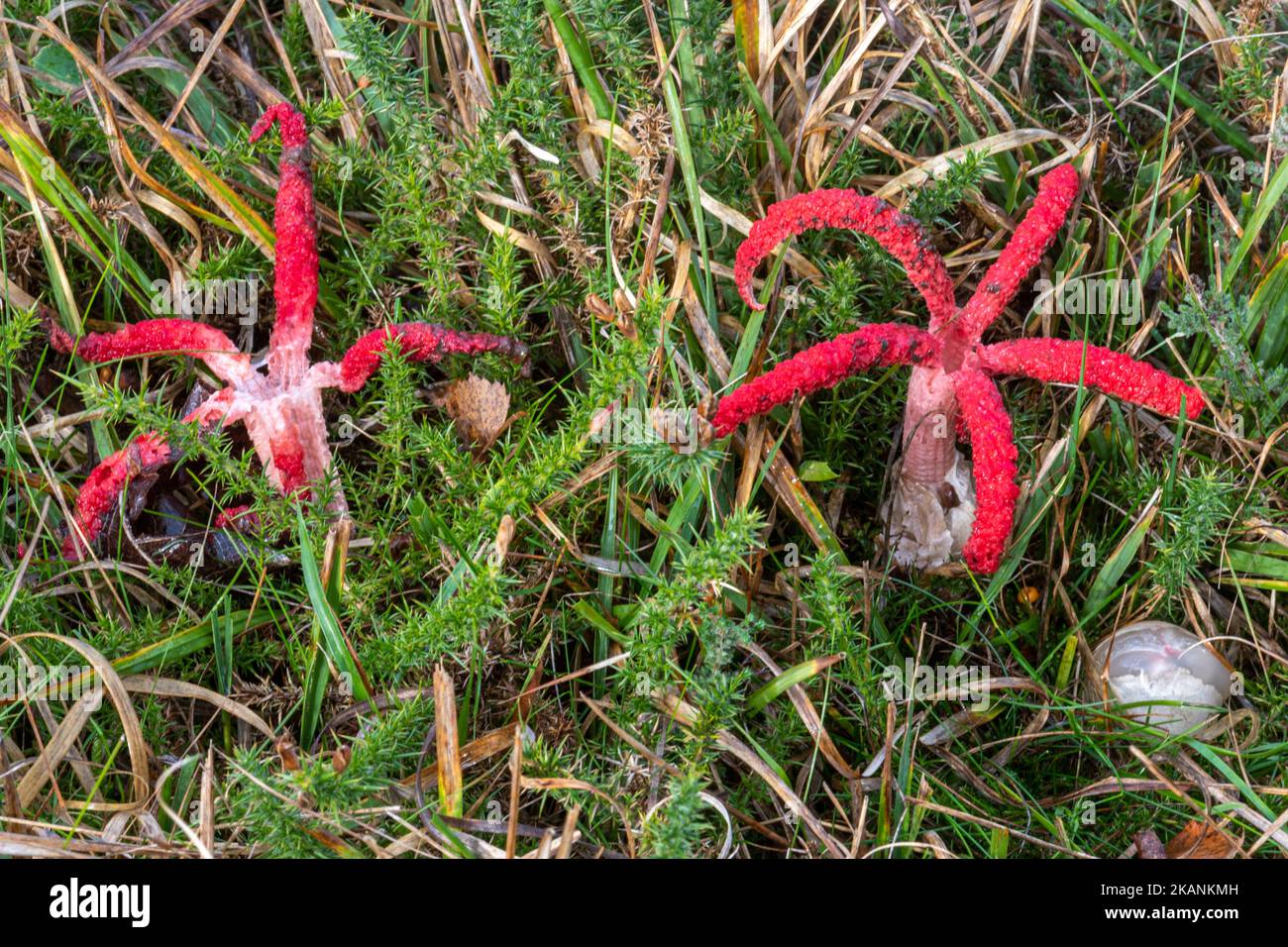 Devil’s Fingers Fungus Fungus (Clathrus archeri), ein leuchtend roter, nicht-einheimischer Zehenstool, auch Oktopus stinkhorn genannt, Surrey, England, Großbritannien Stockfoto