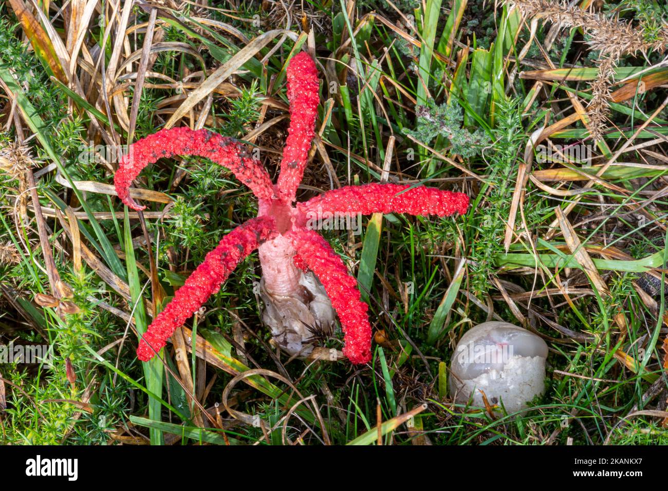 Devil’s Fingers Fungus Fungus (Clathrus archeri), ein leuchtend roter, nicht-einheimischer Zehenstool, auch Oktopus stinkhorn genannt, Surrey, England, Großbritannien Stockfoto