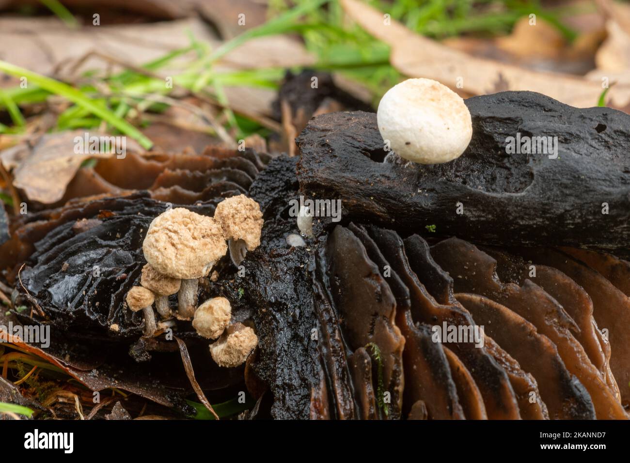 Pulverförmige Huckepack-Pilze oder Toadstools (Asterophora lycoperdoides), die im Spätherbst auf einem geschwärzten, verfallenden Pilz wachsen, Surrey, Großbritannien Stockfoto