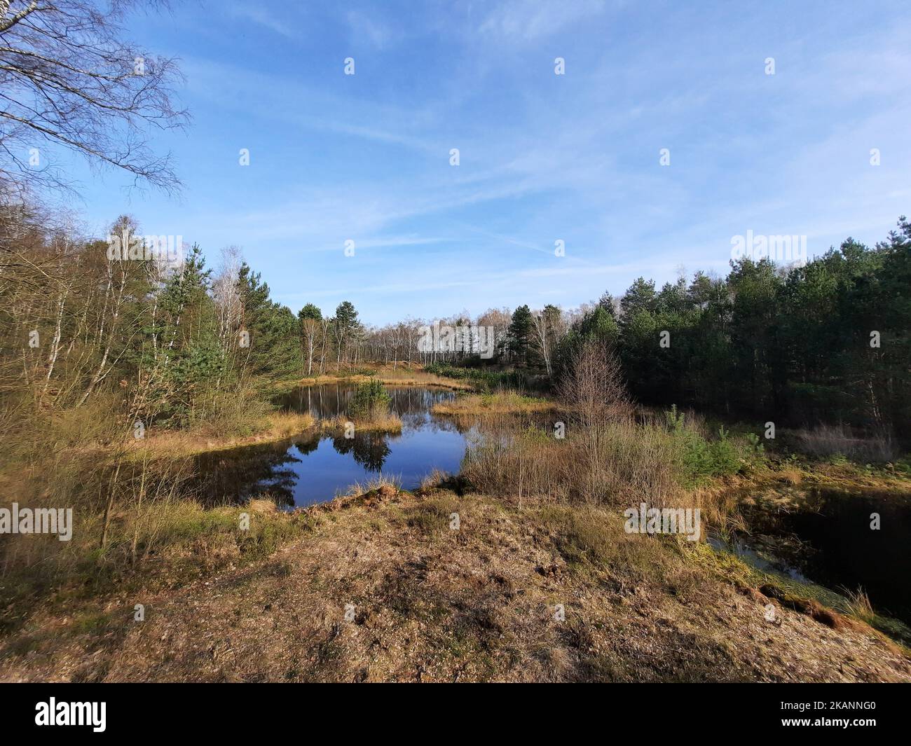 Eine schöne Aussicht auf Ponhook Lake Wasser und Pinien unter blauem Himmel in Nova Scotia, Canadia Stockfoto