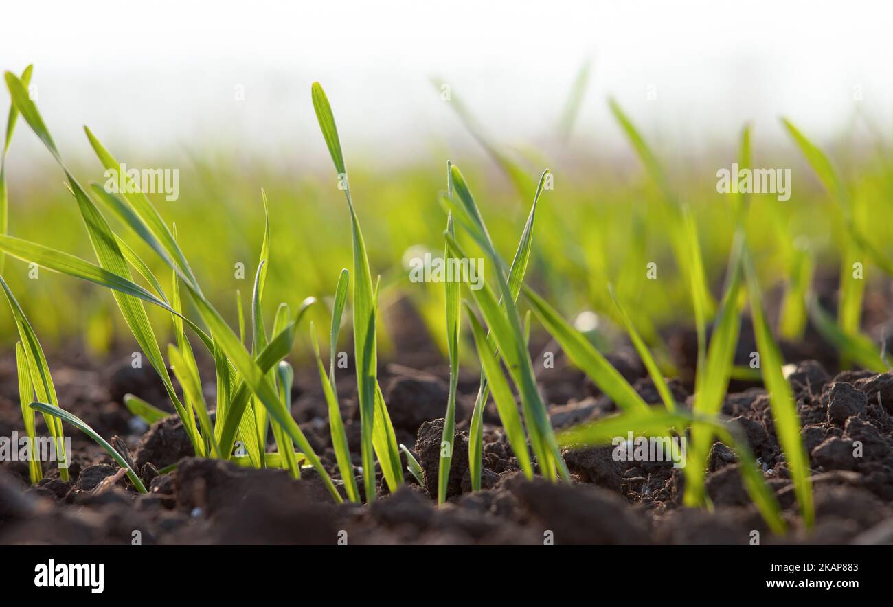 Gekeimtes Weizen- oder Gerstenkorn auf dem Feld. Anbau von Kulturpflanzen. Grüne Grasblätter wachsen im Boden. Landwirtschaft. Stockfoto
