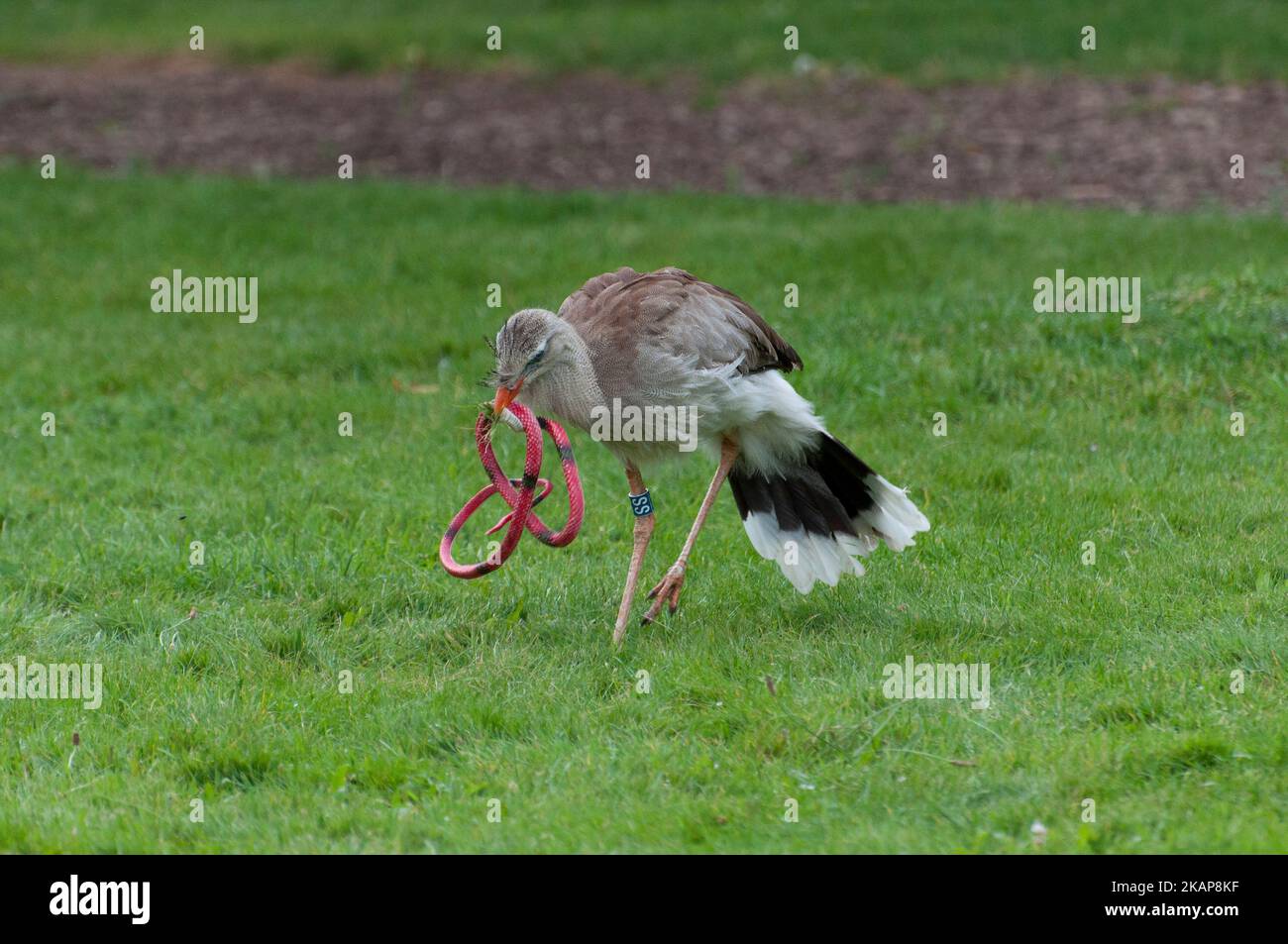 Rotbeinige Seriema, die eine Gummischlange töten Stockfoto