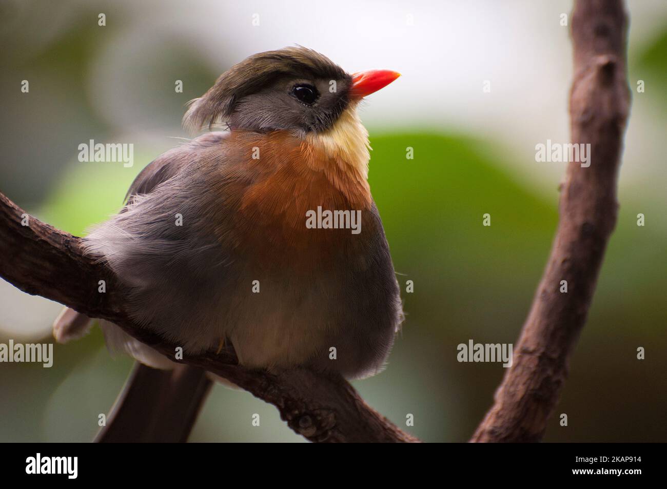 Rot-billed leiothrix Stockfoto