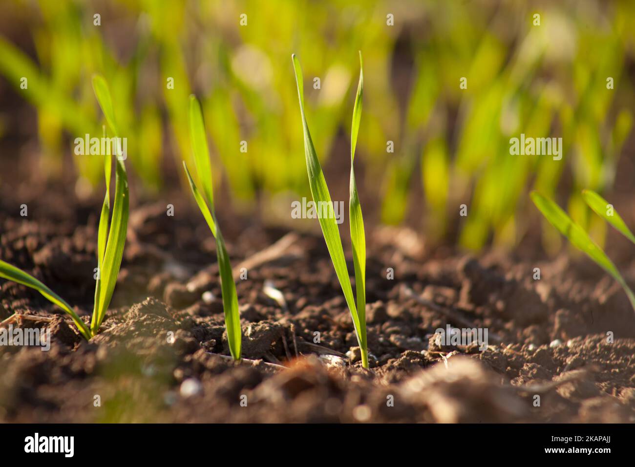 Sprossen von Keimweizen, Begriff der Getreideernte in der Landwirtschaft auf dem Feld. Stockfoto